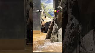 双子でモゾモゾ🐼💭 上野動物園🐼シャオシャオ🐼レイレイ🐼 2023/07/04