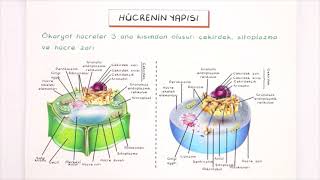 9. Sınıf Biyoloji | Hücre - Hücre Teorisi, Hücrenin Yapısı, Çekirdek-Nukleus (Hücre - 1) (Özet)