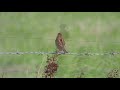 goldcliff birding 64 4k