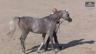 N 130 NJ SAQR   Athal Arabian Horse Show 2025   Colts 2 Years Old Class 4