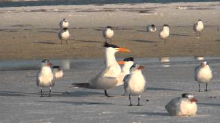 Royal Tern Strut