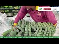 Mengutip hasil tanaman yang diusahakan selepas 12 bulan | Pisang Nipah | Hanani Agro Farm