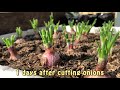 tips for quick rooting onions by soaking in water