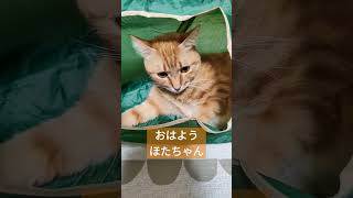 【茶トラのメス】おはようほたちゃん　 #ネコ 　 #ショート