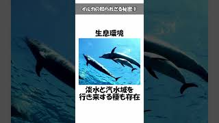 イルカは歯が80本あるが意味がない？意外と知らない豆知識・面白い雑学やトリビアを解説#イルカ #豆知識 #雑学 #トリビア #動物  #shorts #shortvideo #short