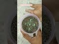 growing adenium from seeds adenium seedlings care growingadeniumseeds adenium adeniumseeds