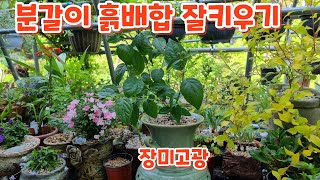 꽃향기야생화 #장미고광 #분갈이 #흙배합 #잘키우기