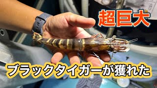 特大化物エビが流れて来た！#えびすき漁