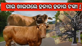 ଗାଈ ଖାଇଗଲେ ଗଛର ଟଙ୍କା ।ଏ ଗାଈ କାହାର ? ama khabar