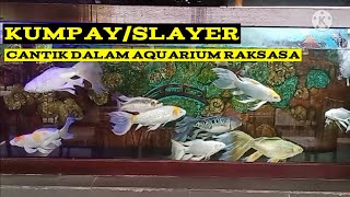 Indahnya Liukan Ikan Koi Slayer/Kumpay Dalam Aquarium Jumbo