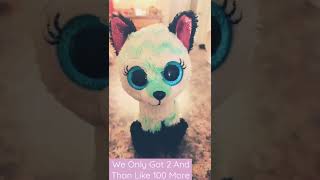 Uhmm- How Many Freaking Beanie Boos Do I Have?-