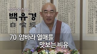 백유경 제59회 - 암발라 열매를 맛보는 비유...