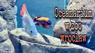 Zoo Wrocław - Oceanarium w zoo wroclaw - Afrykarium - Poland Travel - DU LỊCH CHÂU ÂU