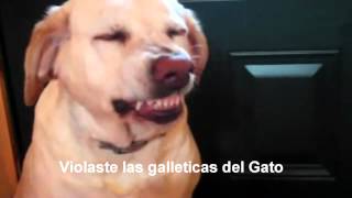 PERRO CULPABLE Subtitulado en Español