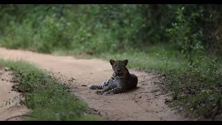 Lunuwewa Road cub