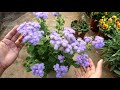 strikingly blue ageratum how to grow from seed