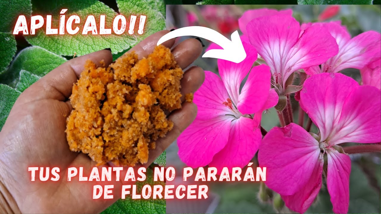 FERTILIZANTE ORGÁNICO SENCILLO Y POTENTE Para La FLORACIÓN De TODAS Las ...