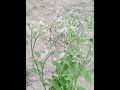 little ironweed flower sahadevi plant🌸