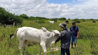 HUGO MOSTRA TODA SUA VACARIA A OS VISITANTES E SAI UMA CONVERSA BEM SADIA.