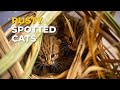 Rusty Spotted Cats (World's Smallest Cat) Reunited with its Mother! | RESQ Charitable Trust, India