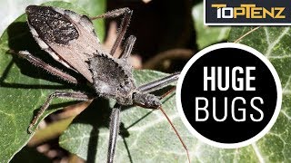 10 Bizarre Bugs That Defy Imagination