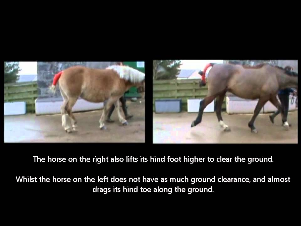 Bone Spavin Comparison Youtube