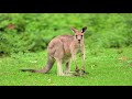 flying over australia sydney 4k ambient drone film استراليا سيدني تصوير جوي درون