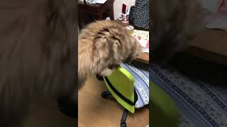 【猫動画】お気に入りのチェーンで遊ぶ🐱あずき様５ヶ月女の子サイベリアン種