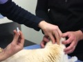 How to apply Advocate spot-on flea & worm treatment to a cat How to apply Advocate spot-on flea & worm treatment to a cat