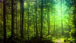 Deep Forest Meditation - Find Inner Peace and Serenity Amidst the Tranquil Sounds of Nature