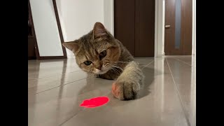 初めてレーザーポインターで遊ぶ猫が大暴走【猫用おもちゃ】