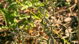IPM: Scouting for Pests