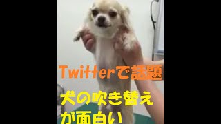 【Twitterで話題】無理やり病院に連れてこられた犬の吹き替え