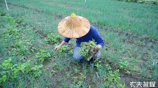 農村小伙蔥地除草，卻有意外收穫？還能賣個好價錢【農夫茗程】