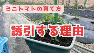 ミニトマト栽培【誘引が必要な理由】