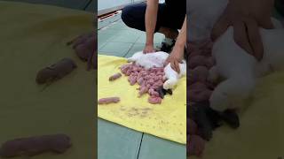 mom and baby rabbit feeding video #rabbit #viral #video