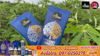 🌳4Tree (โฟร์ทรี) กับไร่มันสำปะหลัง สั่งซื้อโทร.097-0250279