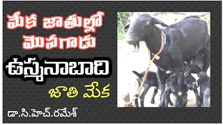 మేకల్లో మొనగాడు-         ఉస్మానాబాది జాతి మేకలు/Osmanabadi goat  isbest breedbyVeterinary Vignanam