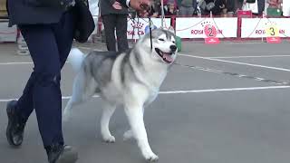 2023.11.19.　FCI九州インターナショナルドッグショー　５グループ戦