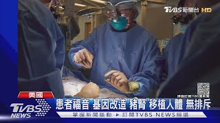 醫界創舉! 美團隊首度移植「豬腎」至人體 無排斥反應｜TVBS新聞