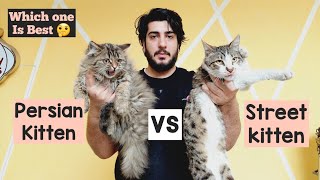 Persian Cat vs Street Cat 🐈 | Major Difference between Street Cat \u0026 Persian Cat | Comparison