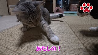 猫用ジャーキーは私の物【瀬戸のしぴ日記】Cat food.this is mine.Chipie