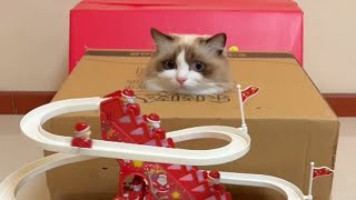 這聖誕玩具也太好玩了，我家貓的迷惑行為！#cat #幽默 #funny #貓咪