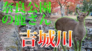 【Spectacular view】 Autumn in Nara Park - stunning autumn leaves and deer