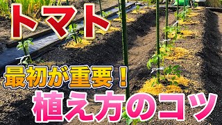 【トマト栽培】初めの植え方でその後の生育が変わってきます！１本仕立て、２本仕立てで植え方が違います！（トマト、ミニトマト）