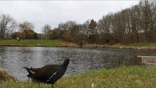 Moorhens on Grass, Sammies Pool, Fenton, Stoke on Trent.