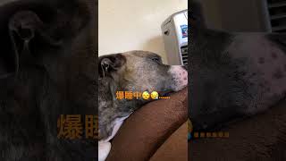 夢見てるんだね😴 #アメリカンピットブル #short #中型犬  #アメリカンピットブルテリア #夢の中 #夢 #愛犬 #家族 #いぬのいる生活