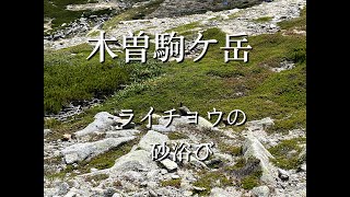 【木曽駒ケ岳】雷鳥の砂浴び