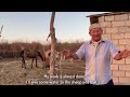 amazing camel farming in kazakhstan. fresh camel milking