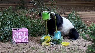 Yang Yang the giant panda celebrates 23rd birthday in Georgia